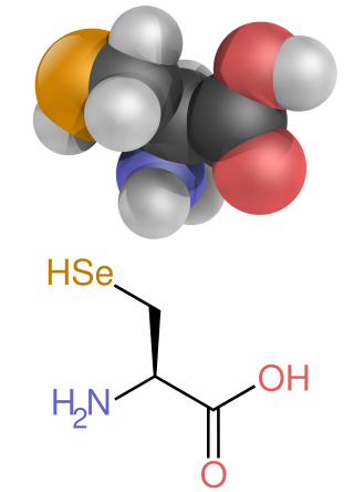 <span class="mw-page-title-main">Selenium in biology</span> Use of Selenium by organisms