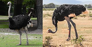 <span class="mw-page-title-main">Ostrich</span> Genus of flightless birds