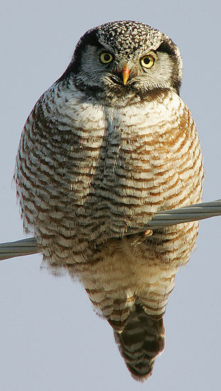 <span class="mw-page-title-main">Northern hawk-owl</span> Species of owl