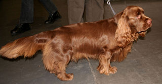 <span class="mw-page-title-main">Sussex Spaniel</span> Dog breed