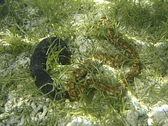 Holothuria leucospilota et Synapta maculata.