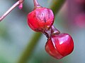 Closeup of fruits