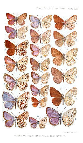 <i>Orachrysops niobe</i> Species of butterfly