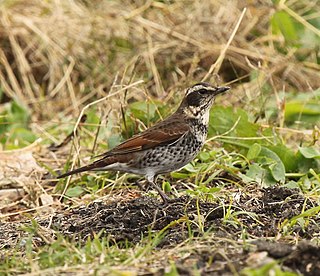 <span class="mw-page-title-main">Dusky thrush</span> Species of bird