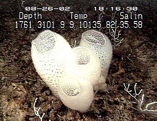 <i>Euplectella</i> Genus of sponges