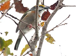 Bruinflankklauwiervireo