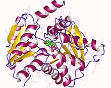 Serine dehydratase is an example of a dehydratase. It utilizes PLP as a cofactor. 1p5j.jpg