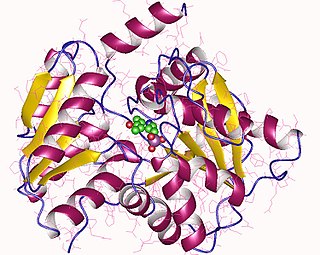 <span class="mw-page-title-main">L-serine ammonia-lyase</span>