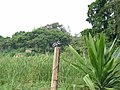 Shore of the lake Tana