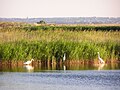 アゾフ海の自然。ビロサライ岬。