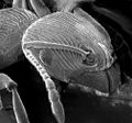 Image 14The head of an ant: Chitin reinforced with sclerotisation (from Arthropod exoskeleton)