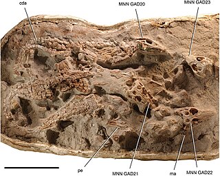 <span class="mw-page-title-main">Uruguaysuchidae</span> Extinct family of reptiles