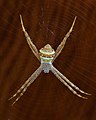 File:Argiope spider female juvenile on her web dorsal view wooden background Don Det Laos.jpg