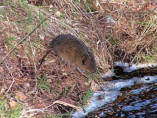 <i>Arvicola</i> Genus of mammals (water voles)