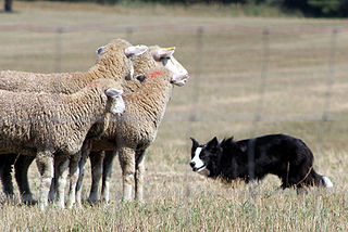 <span class="mw-page-title-main">Sheepdog trial</span> Competitive herding event