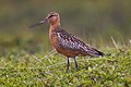 Girwiel Denbu Limosa Lapponica bl-Istrixxi (K)