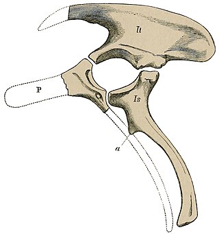 <i>Barilium</i> Extinct genus of dinosaurs