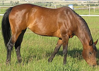 <span class="mw-page-title-main">Bay (horse)</span> Hair coat color of horses