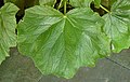 A begonia leaf