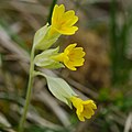 Echte Schlüsselblume (Primula veris)