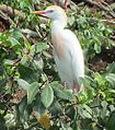 Pásztorgém (Bubulcus ibis)