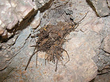 Canyon wren nest from Texas CANW nest.JPG