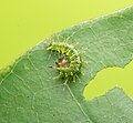 * Kandidimi: Caterpillar of Euthalia aconthea (Common Baron) - First instar resting. By User:Sarpitabose --Atudu 14:34, 18 September 2024 (UTC) * * Kërkohet vlerësim