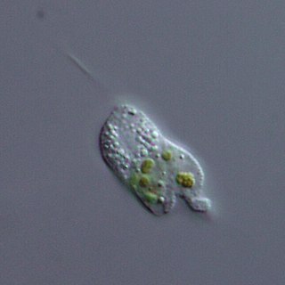 <span class="mw-page-title-main">Cercozoa</span> Group of single-celled organisms