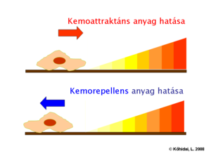 Kemotaxis-Attraktáns-Repellens