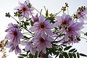 皇帝ダリア Dahlia imperialis