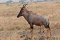 Topi-Antilopen (Damaliscus lunatus topi)