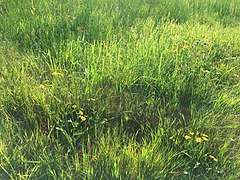 De associatie van boterbloemen en waterkruiskruid (Ranunculo-Senecionetum aquatici), met ochtenddauw.jpg