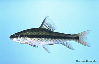 <span class="mw-page-title-main">Lake chubsucker</span> Species of fish