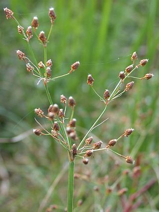 <i>Fimbristylis miliacea</i> Species of grass-like plant