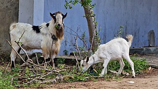 <span class="mw-page-title-main">Goat farming</span> Raising and breeding of domestic goats