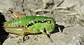 Animalphoto: Grasshopper (caelifera)