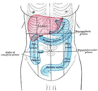 <span class="mw-page-title-main">Large intestine</span> Last part of the digestive system in vertebrates