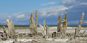 Gypsum crystals formed as the water evaporated in Lake Lucero, White Sands National Park