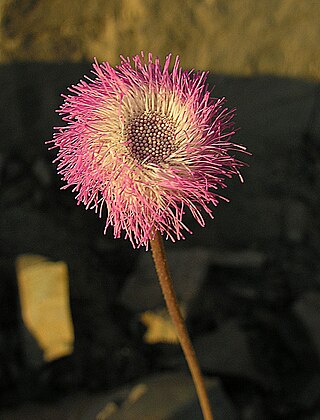 <i>Hofmeisteria</i> Genus of flowering plants