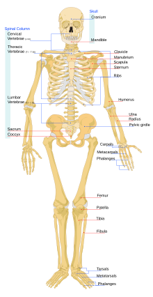 Gambar sistem rangka manusia