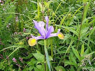 <i>Iris xiphium</i> Species of flowering plant in the iris family Iridaceae