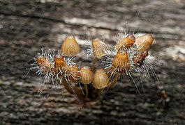 Spinellus fusiger (Zygomycota, parasite)