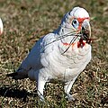 Ilgasnapė kakadu (Licmetis tenuirostris)