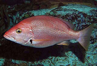 <span class="mw-page-title-main">Blackfin snapper</span> Species of fish