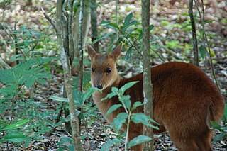 <span class="mw-page-title-main">Pygmy brocket</span> Species of deer