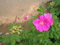 Rosa rugosa.