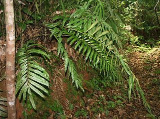 <i>Metaxya</i> Genus of ferns