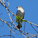 Fiofío ceniciento en Jacutinga - MG - Brasil