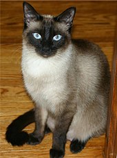 Siamese cats have a temperature-sensitive pigment-production mutation. Niobe050905-Siamese Cat.jpeg