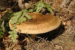 Pilkoji meškutė (Paxillus involutus)